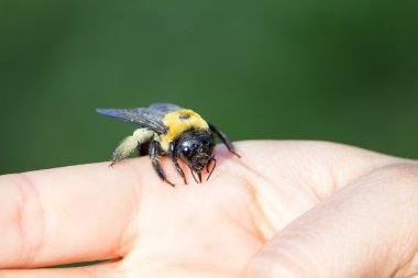 Bumble marangoz arı bir yandan oturan