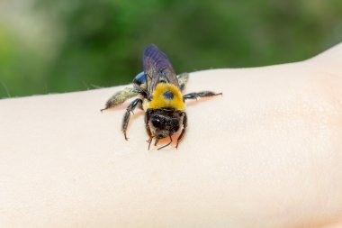 Bumble marangoz arı bir yandan oturan