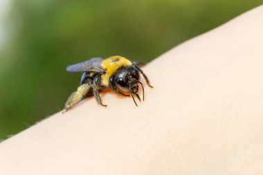 Bumble marangoz arı bir yandan oturan