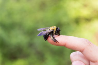 Bumble marangoz arı bir yandan oturan