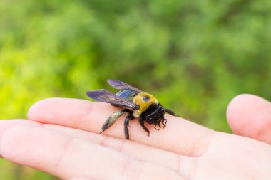 Bumble marangoz arı bir yandan oturan