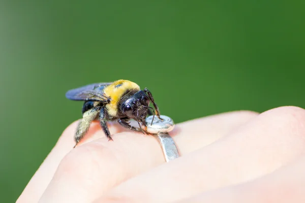 Ξυλουργός bumble μέλισσα να κάθεται σε ένα χέρι — Φωτογραφία Αρχείου