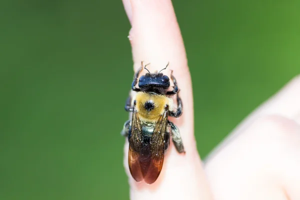木匠班布尔坐在一只手上的蜜蜂 — 图库照片