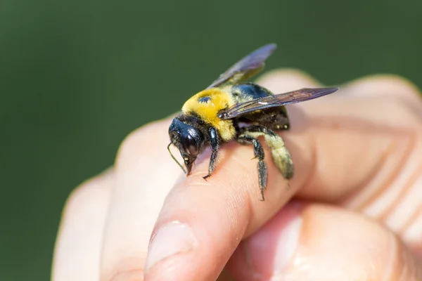 Bumble marangoz arı bir yandan oturan