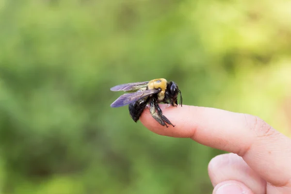 Asztalos bumble Bee ült egy kéz — Stock Fotó