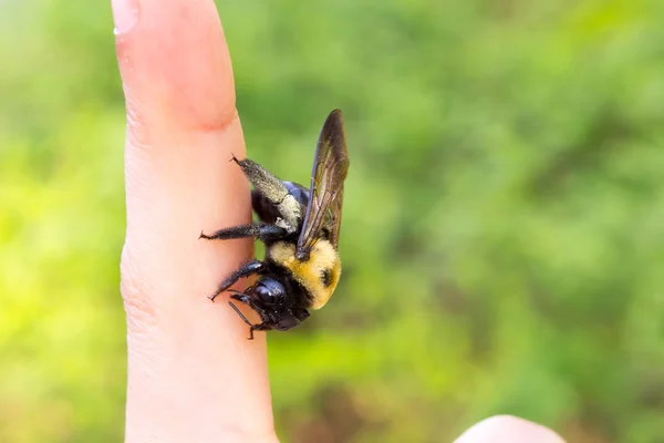 Bumble marangoz arı bir yandan oturan