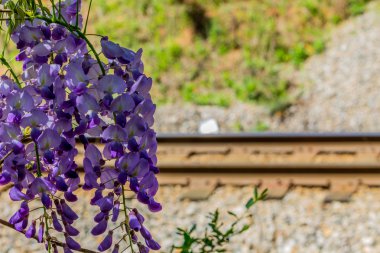 Mor çiçekler asılı bir şube ile demiryolu parça