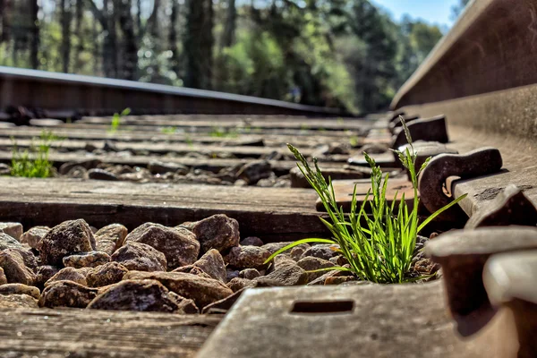 Grama verde cresce entre rochas em trilhos ferroviários — Fotografia de Stock