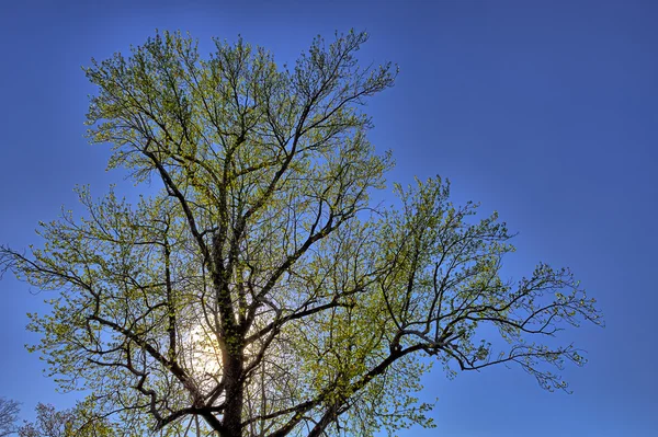 Зелене дерево з підсвічуванням сонця і блакитним небом — стокове фото