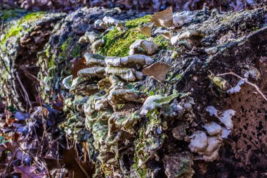 bir ağaç kenarında büyüyen mantar