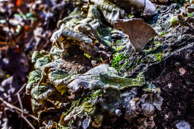 bir ağaç kenarında büyüyen mantar