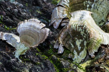 bir ağaç kenarında büyüyen mantar