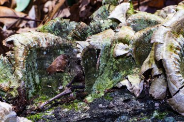 bir ağaç kenarında büyüyen mantar