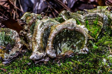 bir ağaç kenarında büyüyen mantar