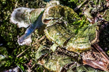 bir ağaç kenarında büyüyen mantar
