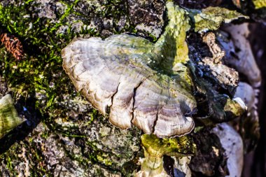 bir ağaç kenarında büyüyen mantar