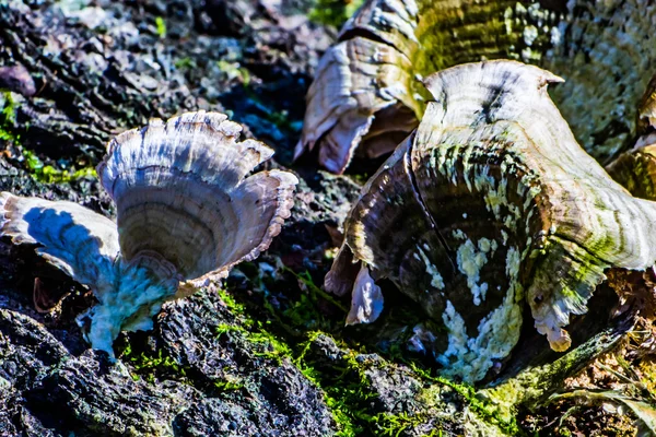 bir ağaç kenarında büyüyen mantar