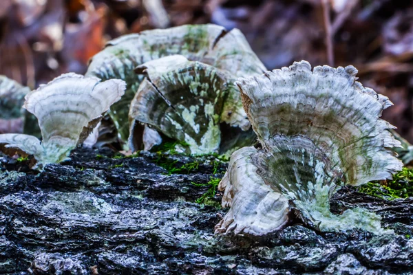Mushrooms growing on the side of a tree — Stock Photo, Image