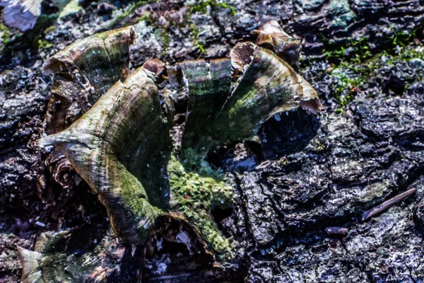 bir ağaç kenarında büyüyen mantar