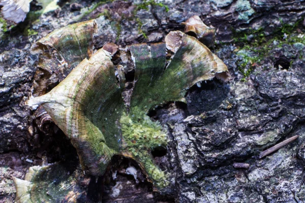 bir ağaç kenarında büyüyen mantar