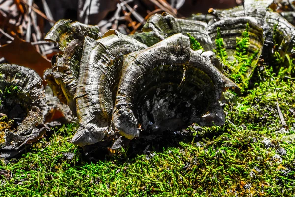 bir ağaç kenarında büyüyen mantar