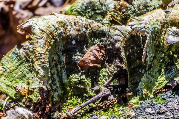 bir ağaç kenarında büyüyen mantar