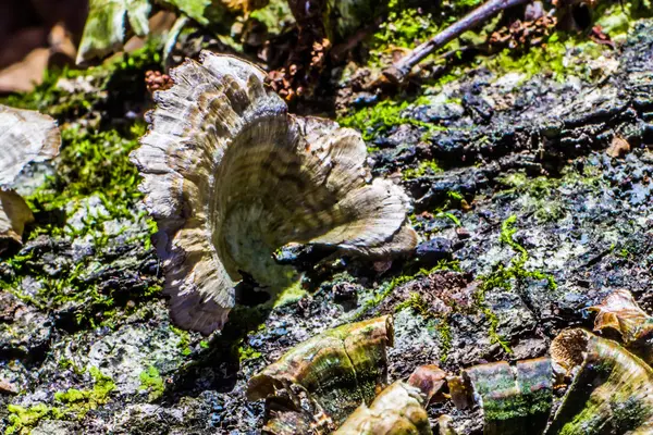 bir ağaç kenarında büyüyen mantar