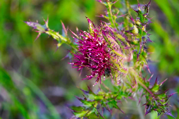 Flor púrpura en una medow — Foto de Stock
