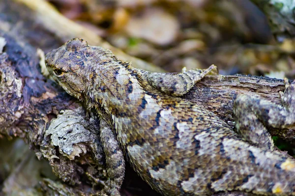 Lézard frissonnant sur un membre — Photo