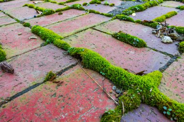Yeşil yosun ile kırmızı tuğla