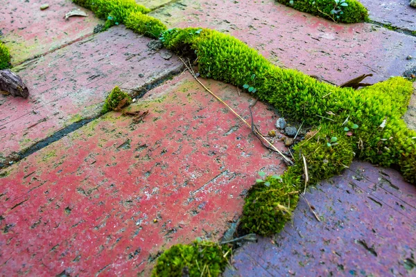 Yeşil yosun ile kırmızı tuğla