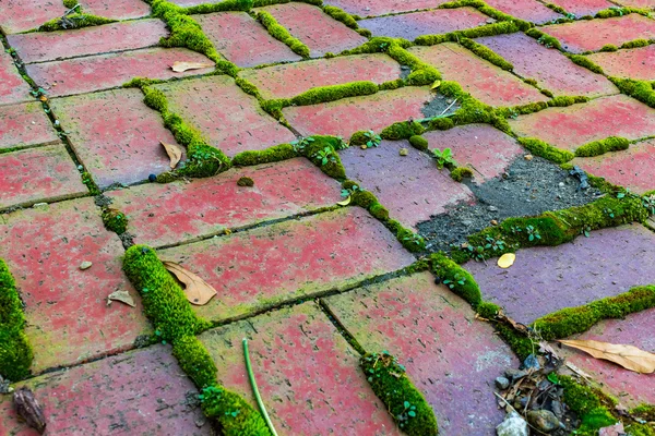 Yeşil yosun ile kırmızı tuğla