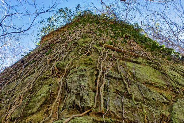 Reben, die an der Seite einer Mauer wachsen — Stockfoto