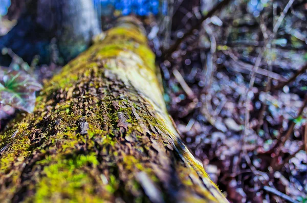 Musgo crescendo em uma árvore — Fotografia de Stock