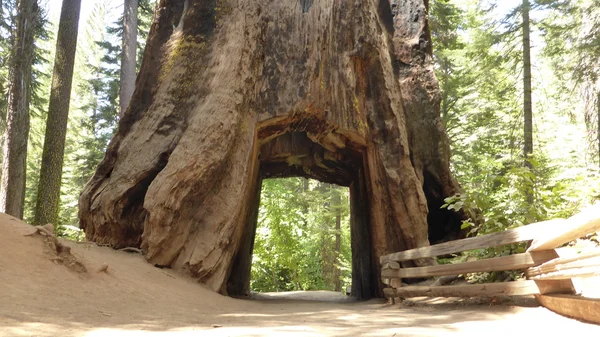 Sequoia grande na floresta — Fotografia de Stock