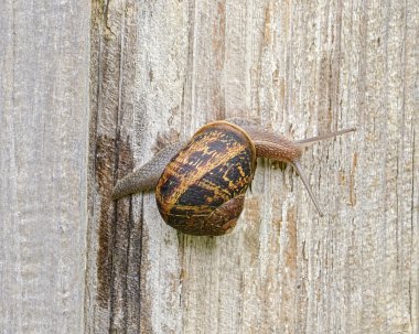 A common garden snail clipart