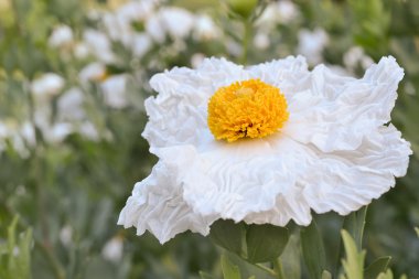 Matilija poppy, Romneya, California