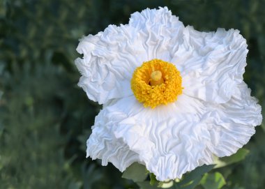 Matilija poppy, Romneya, California