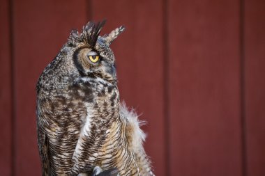 Batı screech baykuş