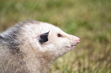 Virginia Opossum headshot 