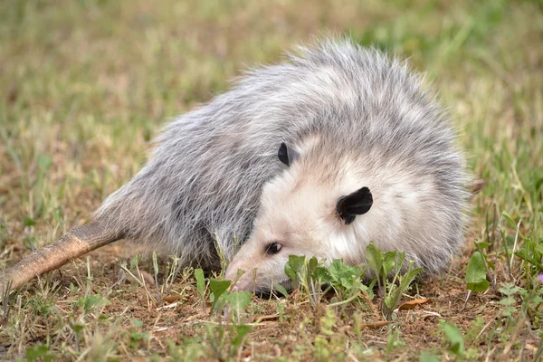 Βιρτζίνια Opossum, για τη θέσπιση — Φωτογραφία Αρχείου