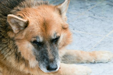 Uykulu eski Alman çoban