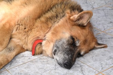 Eski Alman çoban sleeling