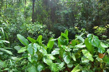 Yarım beagle headshot