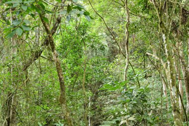 Atlantik Ormanı ikincil büyüme