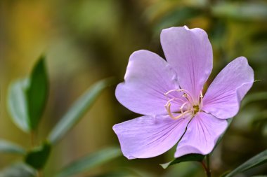 Manaca da-serra,  Tibouchina mutabilis 