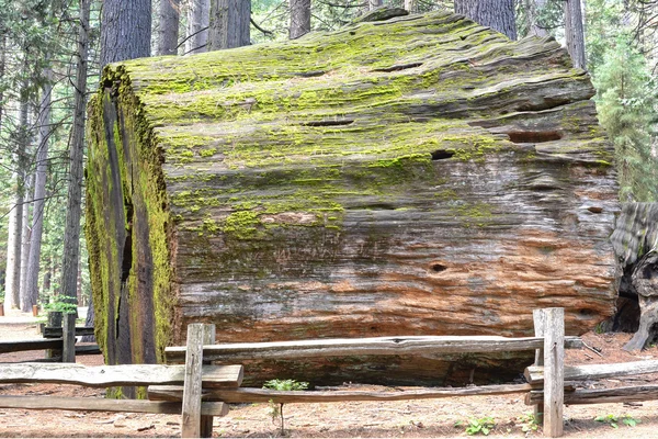 Sequoia κορμό δέντρου — Φωτογραφία Αρχείου