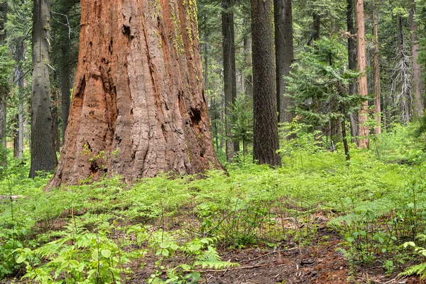 Γίγαντας sequoia δέντρα — Φωτογραφία Αρχείου