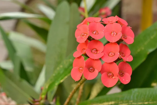 Corona di spine in natura — Foto Stock