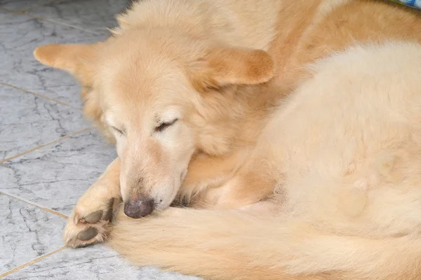 Tan German shepperd sleeping — Stock Photo, Image